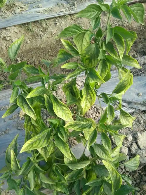 辣椒叶片黄是什么原因