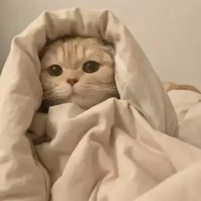 优雅可爱的呆萌小猫头像精致 很高清呆萌小猫头像热门_动物头像_美头