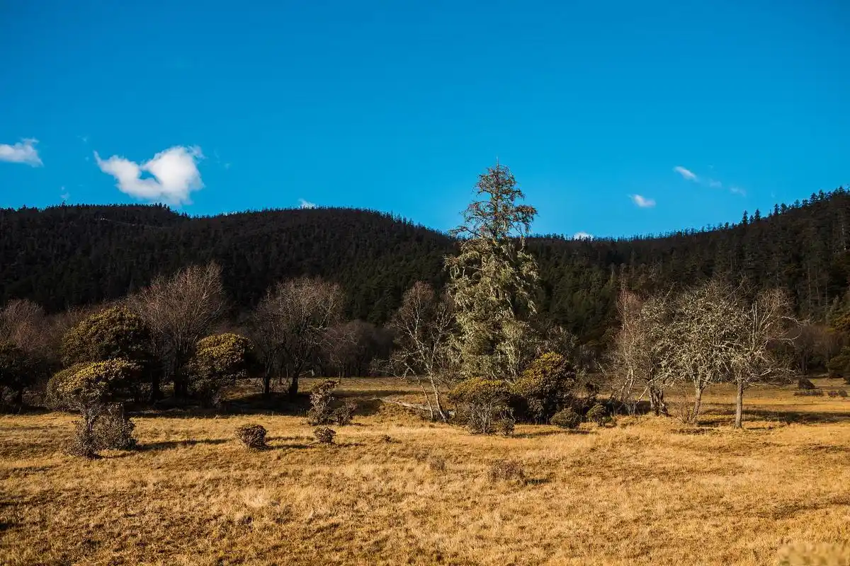 秋日环游指南:云杉坪游玩指南 云杉坪,位于中国云南省丽江市的玉龙