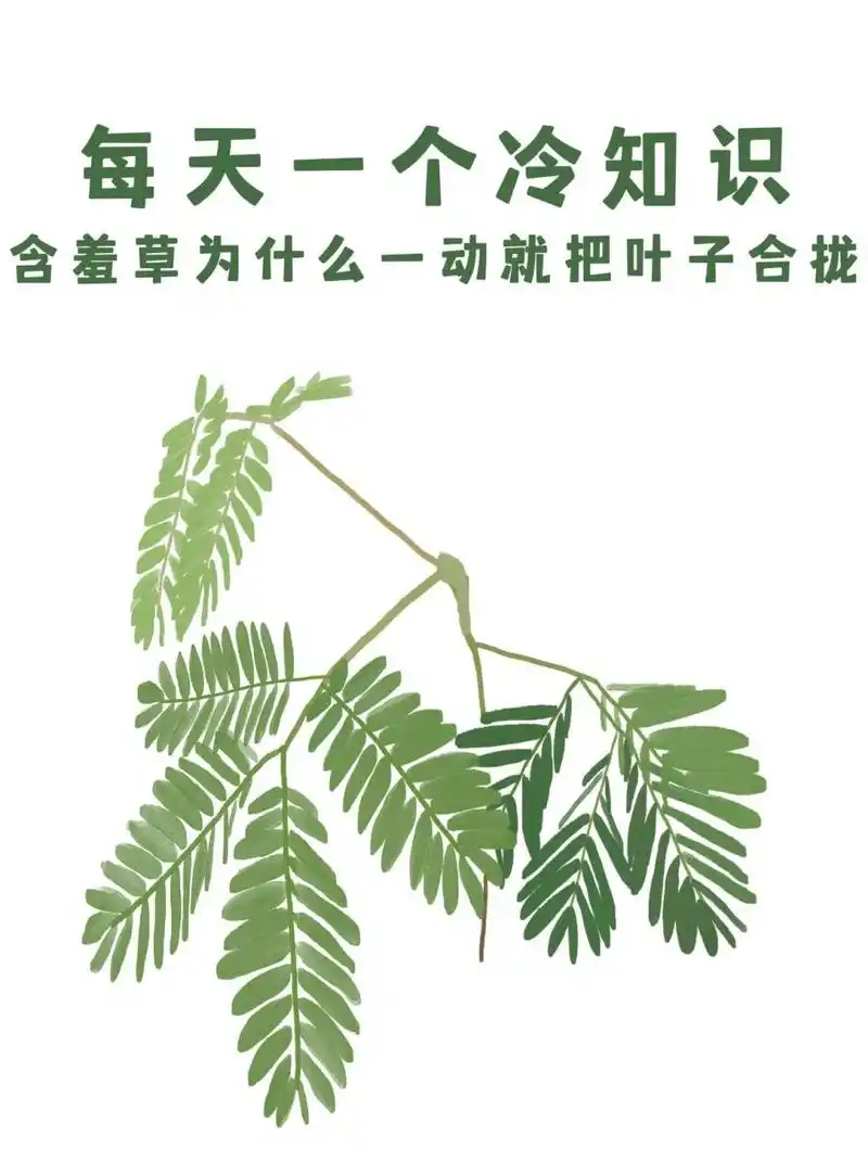 但是,轻轻地碰一下含羞草的叶子,它就会把叶子合拢起来,垂下去.