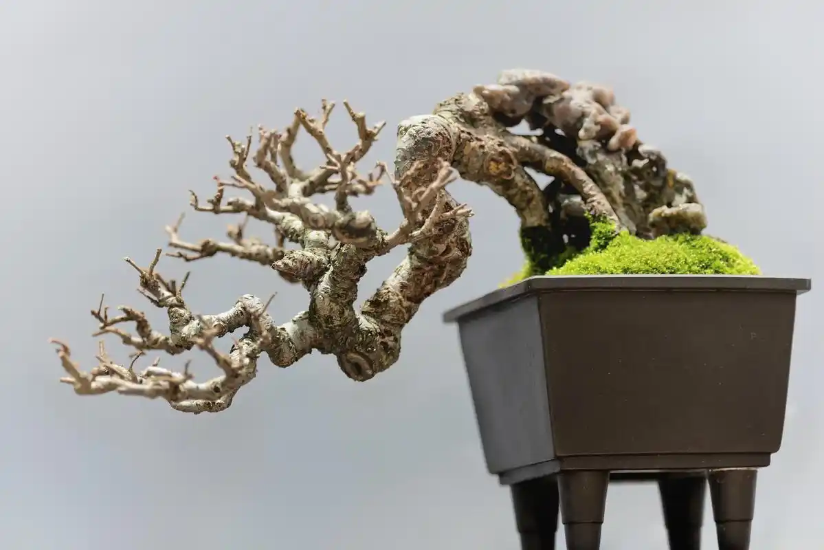 树根盆景养护指南 树根盆景是一种优雅而精致的植物艺术品,将树木的