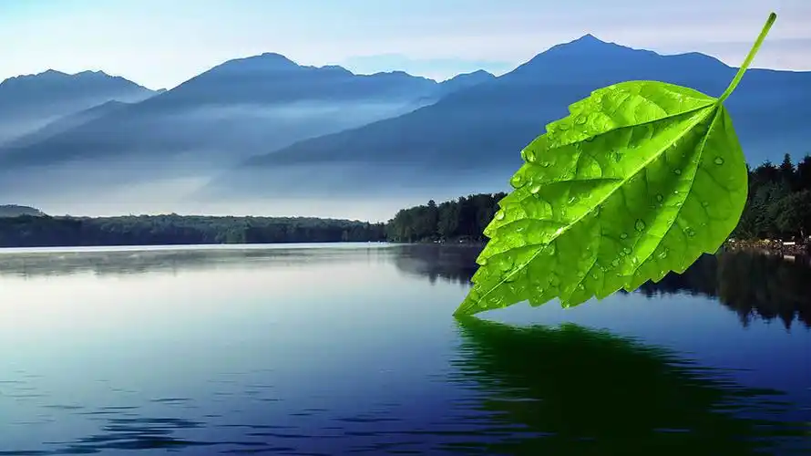 一片绿叶的心理独白(原创)