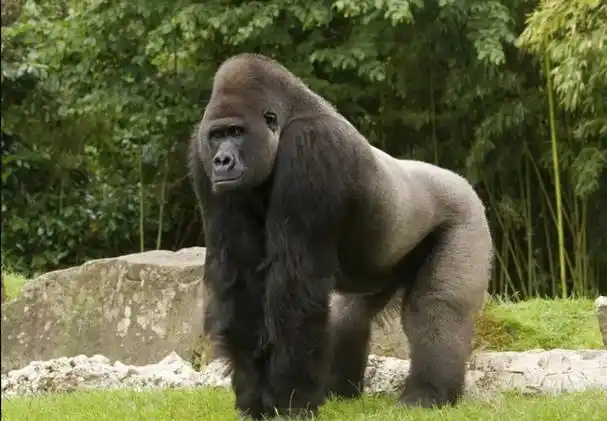 大猩猩金刚(大猩猩大战巨龙完整版)