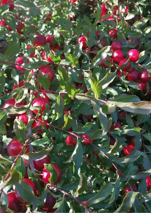 山里有一种好吃的水果可惜人们大都无缘得见