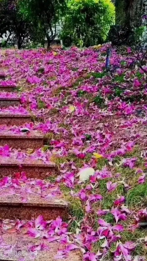 美翻了珠海下紫色花雨惊艳了全国人民的朋友圈