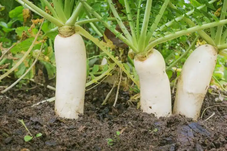 秋天成熟的农作物(在农村,秋天成熟的农作物有哪些?