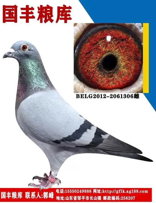 戈马力基础种鸽