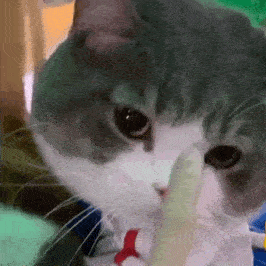 网红猫咪土豆表情包第二十六弹