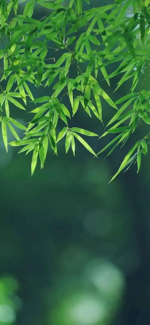 亲近自然沉浸在护眼的绿色里 绿色护眼手机壁纸>