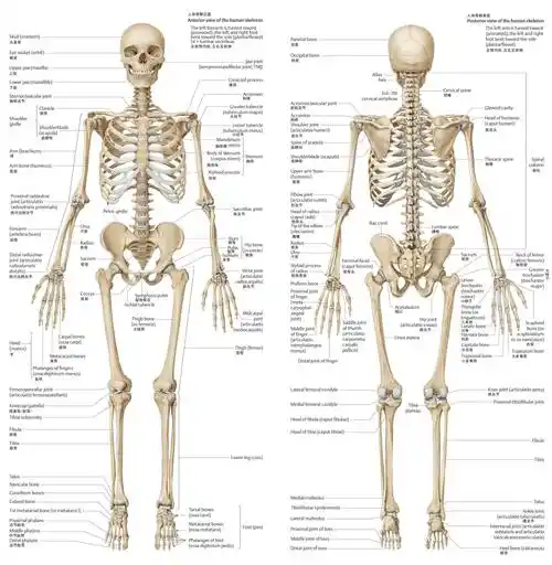 人体骨骼图人体骨骼结构图人体骨骼解剖图人体骨骼结构图人体骨骼结构