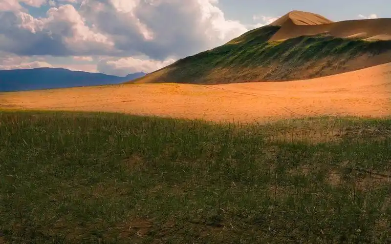 拍不完的松树塘