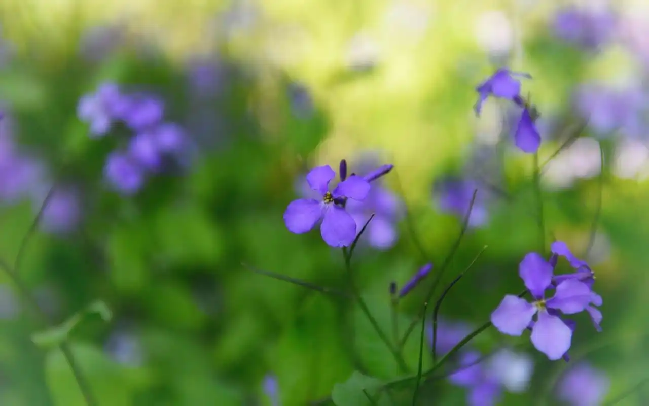 小清新紫色小花摄影图片高清壁纸高清大图预览1920×1200_植物壁纸