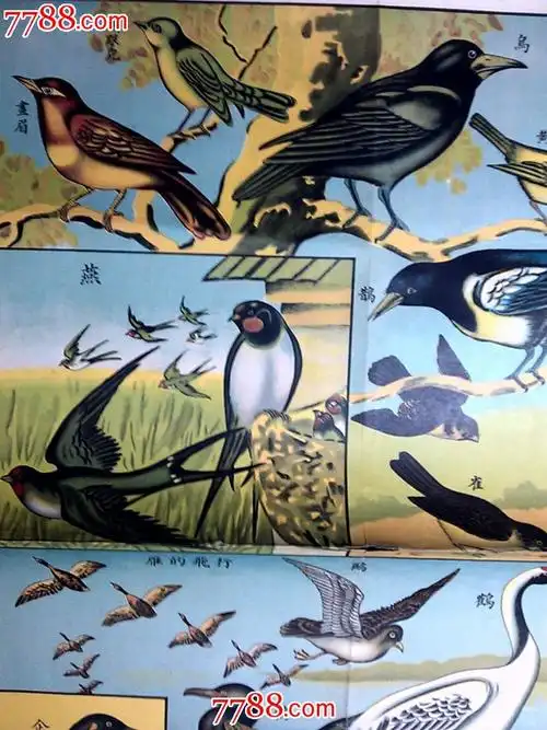 五十年代精美挂图:山野的鸟类——动物挂图【山东自然科学教育研究所