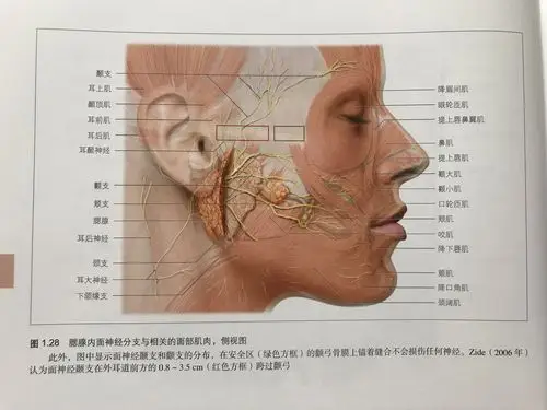 面神经支配就是指挥面部肌肉.