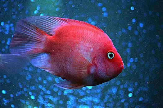 鹦鹉鱼图片