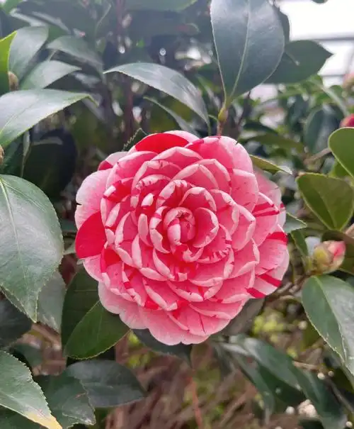 这个品种叫五色赤丹吧