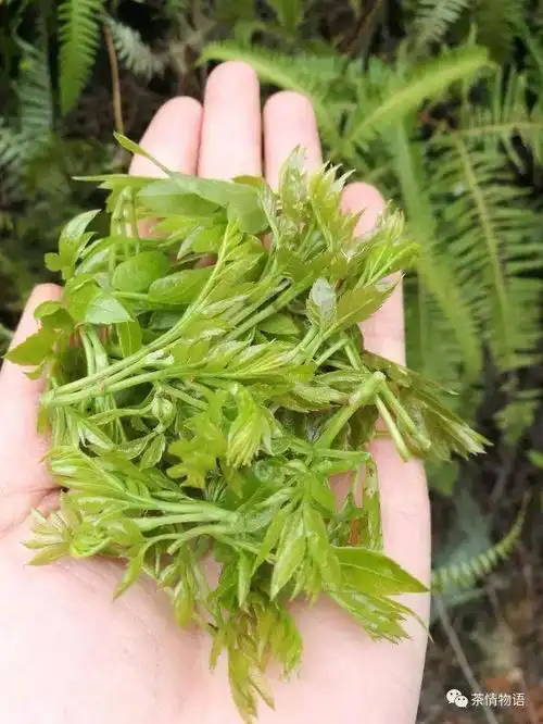 藤茶的功效与作用(藤茶的功效与作用禁忌)