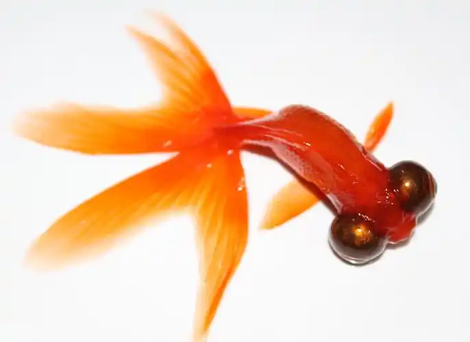 金鱼的眼睛鉴赏