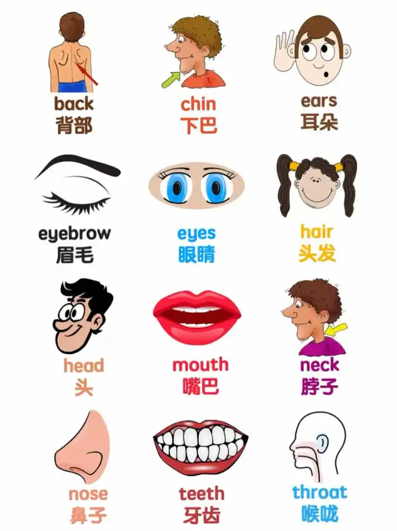 生活单词| 各种身体部位的英文(一)附音标 各种身体部位的英文单词
