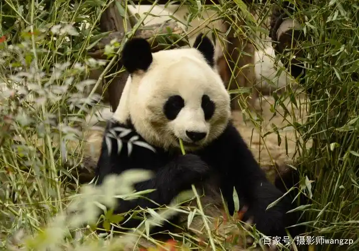 萌宠的国宝 "大熊猫"