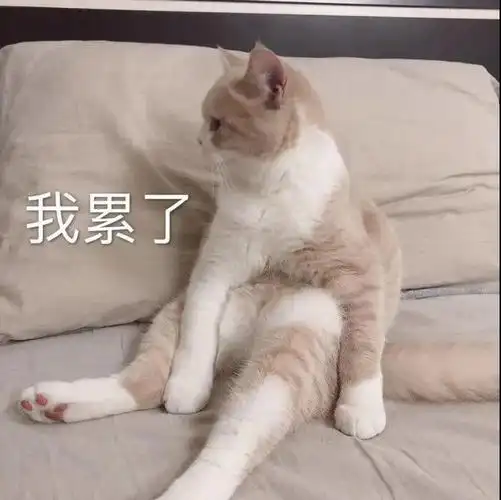 萌宠gif猫咪gif我累了gif嫌弃gif呆萌gif可爱gif