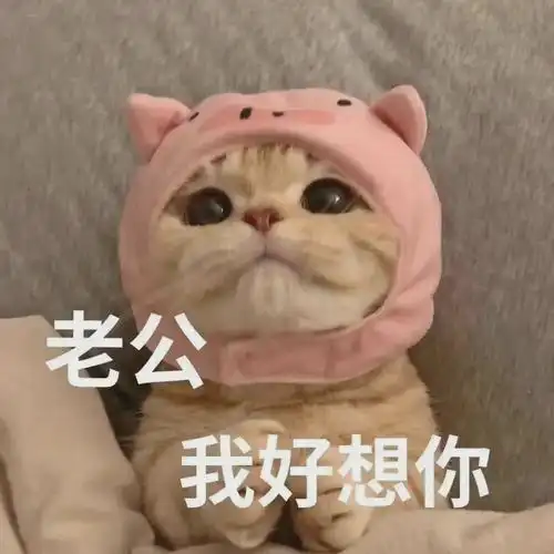 老公我好想你 - 猫咪表情包 - 挖吧