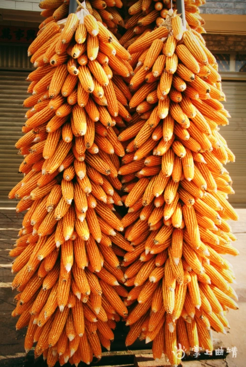 沾益区白水镇:又到玉米丰收时 遍地金黄晒秋收