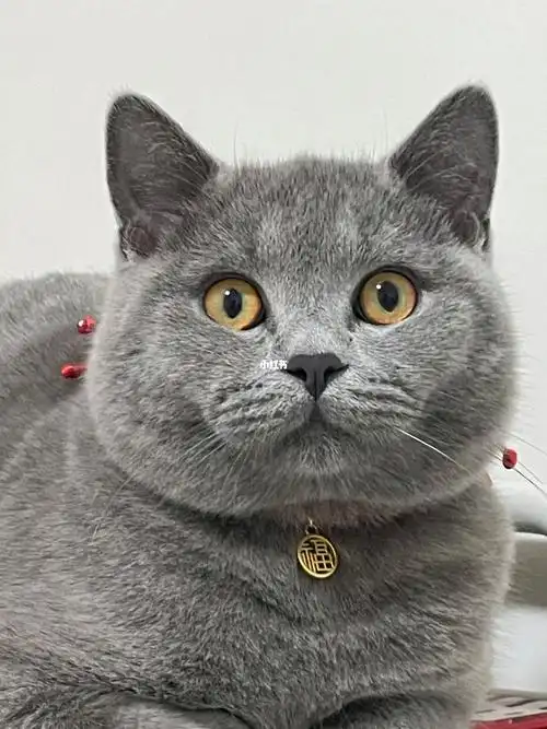 到底怎么看哪里啊 开始发腮没啊#英短蓝猫  #蓝猫多久发腮  #蓝猫