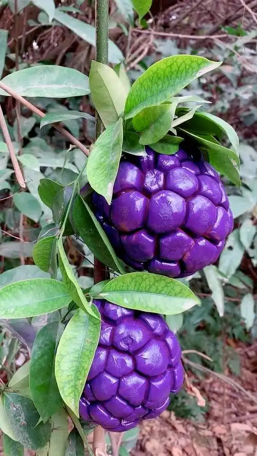 变异的果子,恶魔果实