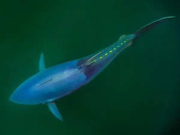 鱼中之王大西洋黑鲔鱼