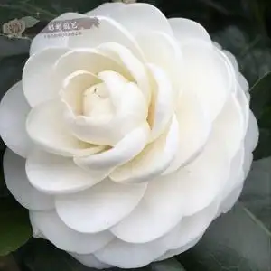 玉壶冰f大白l福建东方亮龙岩茶花盆栽白色茶花经典国茶名贵华东