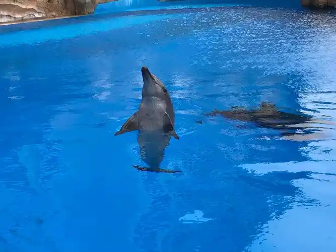 1晚横琴湾酒店(珠海海豚旗舰店) 海洋王国(2天多次入园),赠送:水世界