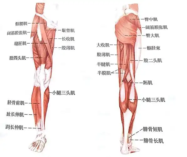 纳西亚健身系列之泡沫轴放松胫骨前肌泡沫轴放松方法