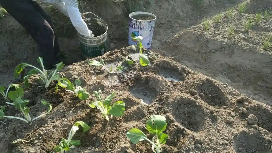 好久没下雨,天干浇水种菜 - 美篇