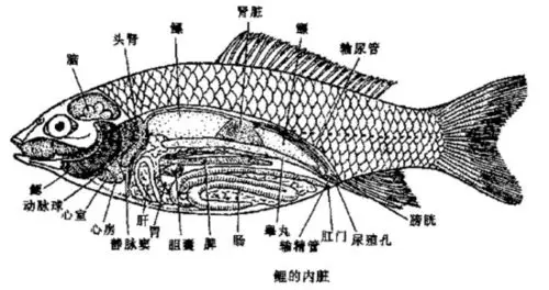 章鱼的作用与功效(章鱼的营养价值)