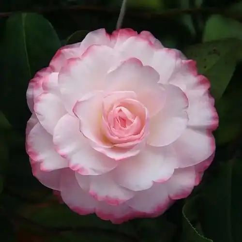 花期长好养护的茶花-花期长好看又好养的茶花 - 114知识网