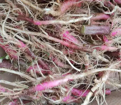 农家红梗刺苋菜根刺苋头红菜头苋菜当天现挖现发其它