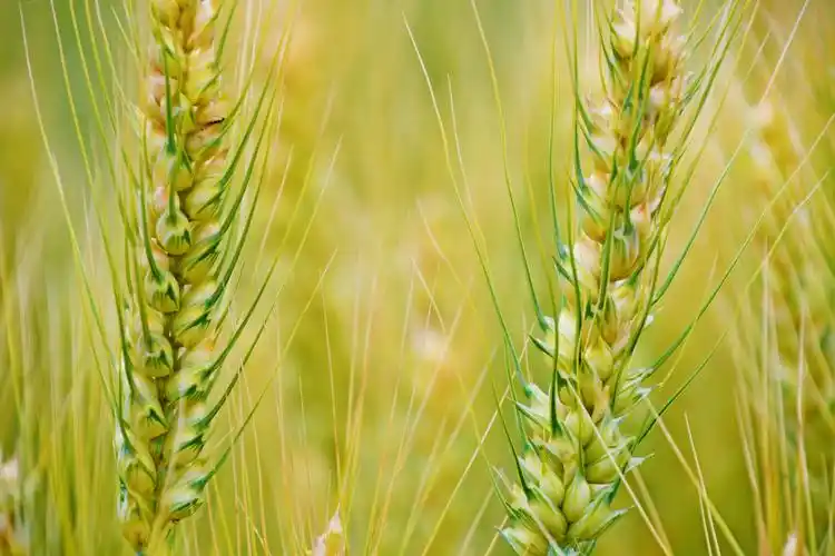 成熟的麦穗原创拍摄