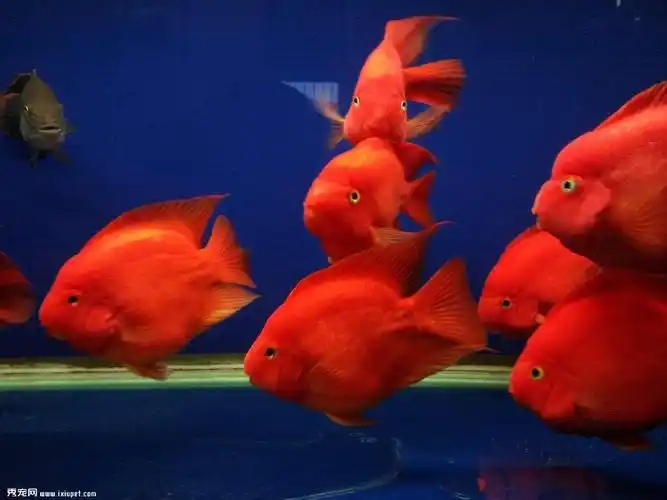 养鱼指南:饲养鹦鹉鱼12大重点
