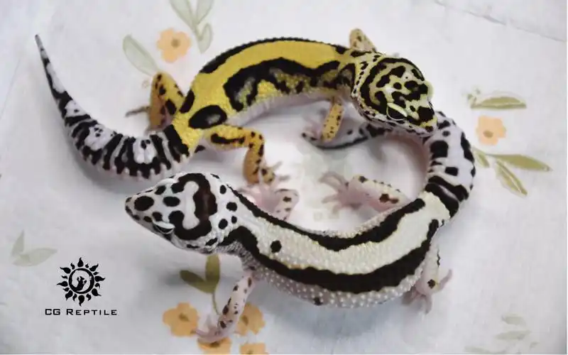 豹纹守宫全品系科普选育篇土匪白海盗裁决者蜜橘佐罗土匪