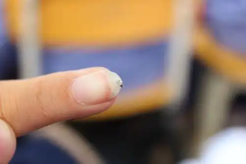 {那是什么虫子!]白色小飞虫告诉我你的名字~?