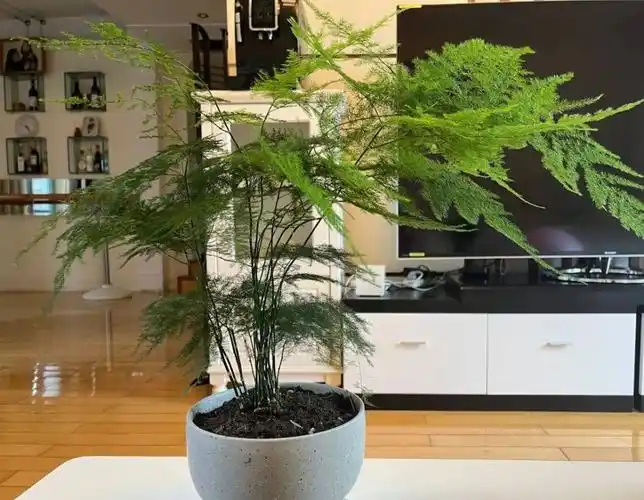 殖  1浇水频次 文竹 在不同季节对水分的需求不同,在春秋季节养殖云竹