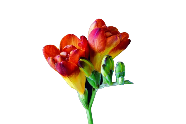 文艺风必备漂亮的小花高清免抠图13张