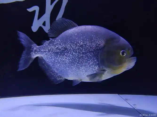 漂亮的巨黄水虎鱼相片jpg