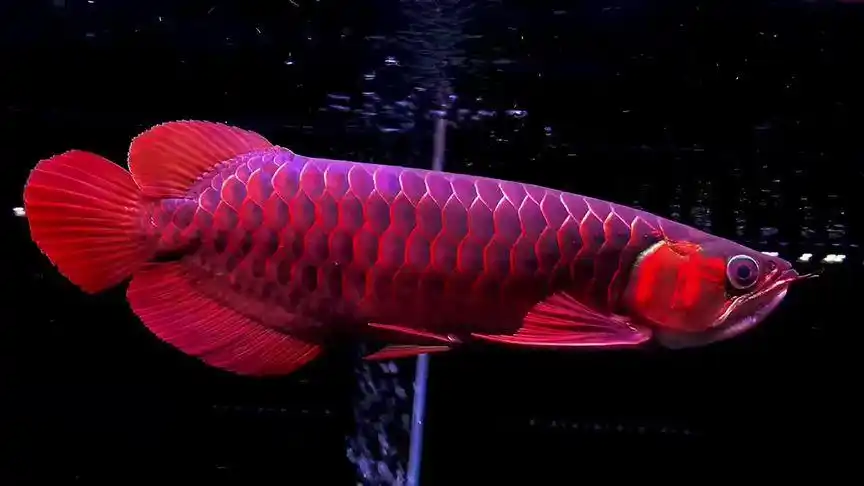 1009628公司门面 红龙招财#龙鱼 #印尼红龙 #热带观赏鱼