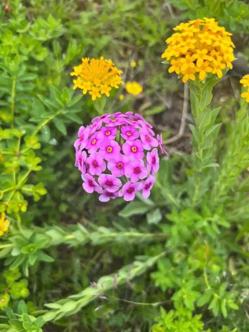 香格里拉的点地梅真的绝美