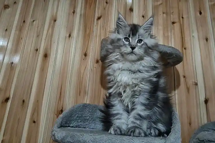 好多毛毛#缅因猫  #缅因库恩猫