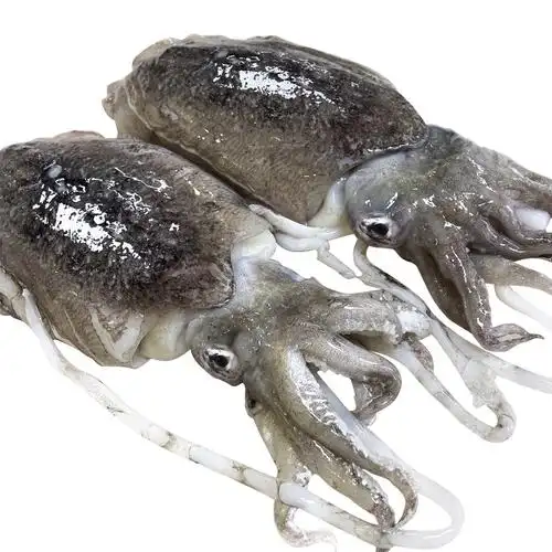 1斤左右冷冻墨鱼