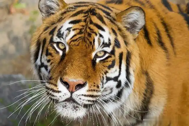 老虎的胡须对老虎有多重要事实上不亚于鬃毛对雄狮的作用