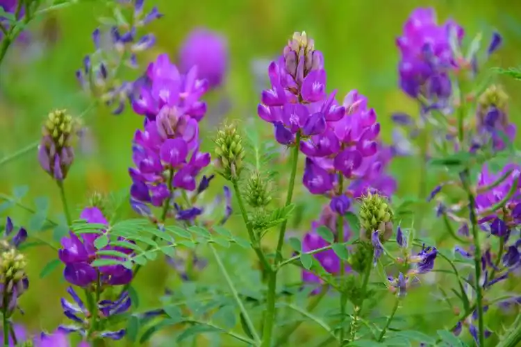 紫色达乌里黄芪花,原创拍摄